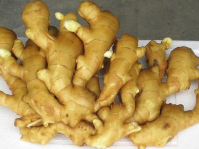 小芫荽香菜种植技术