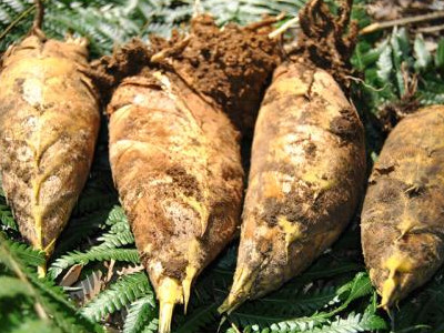 珠芽黄魔芋种植技术