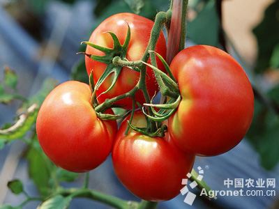 马蹄西红柿种植技术书