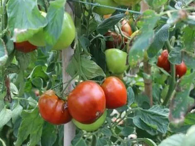 伽丽娜西红柿施肥技术