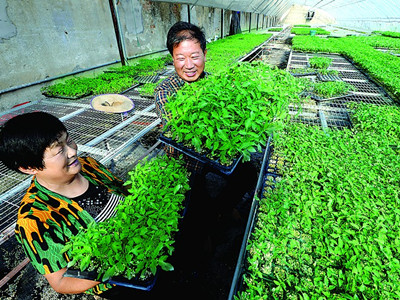 泰国空心菜种植技术
