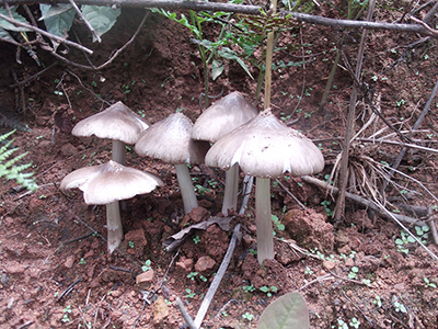 蘑菇产地