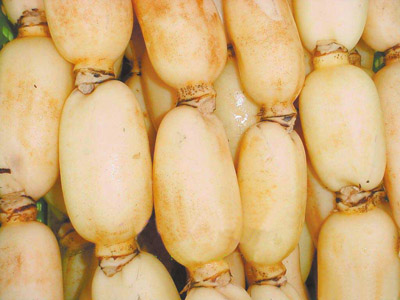 烟薯25红薯种植技术