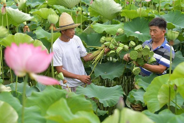 贵州紫薯种植基地