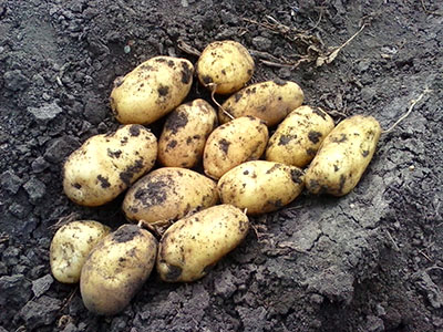 豫薯13红薯育苗技术