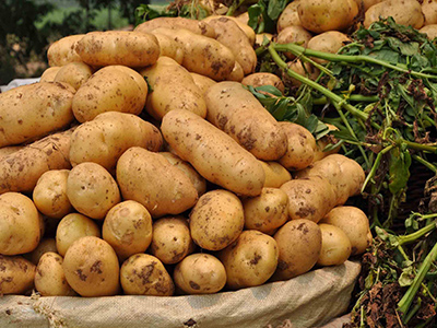 来福红薯种植技术