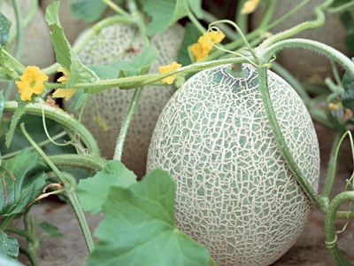 韩国绿萝卜种子