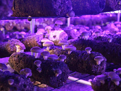 银盘蘑菇种植技术