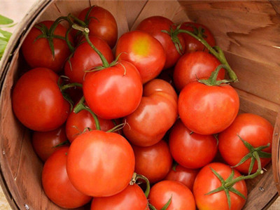 粉都80西红柿育种技术