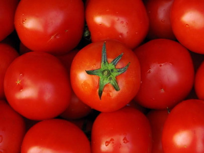 吉诺比利番茄批发价格
