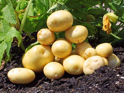 姜薯一亩地产量多少斤