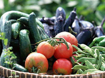 黑西红柿的种植技术