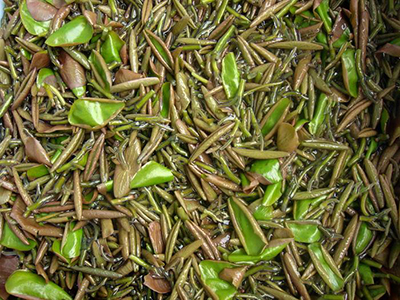东升系列大豆种子
