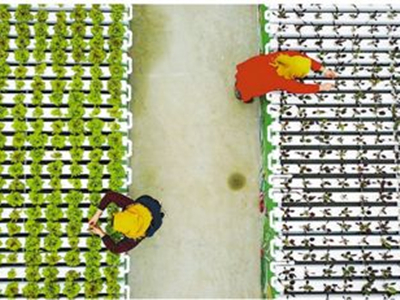 芥菜种子的种植方法