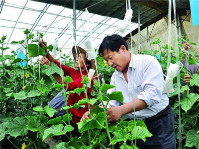 牛角椒种植方法