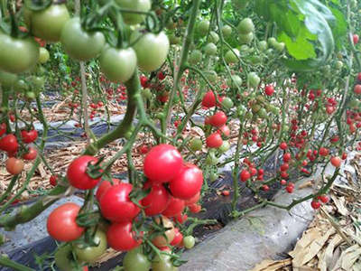 艳红辣椒的种植技术