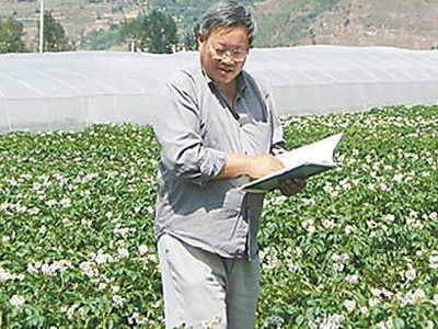 紫扁豆种子公司