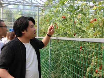 玫瑰茄的种植方法