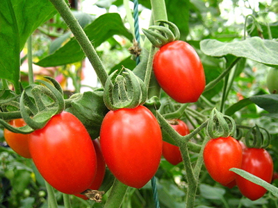 牛角椒种植方法