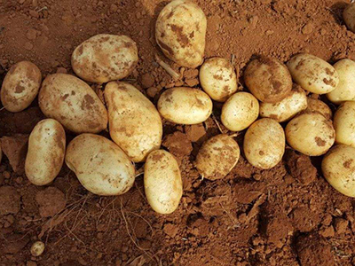 乐薯1号土豆种植技术