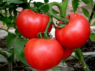 瑞克斯旺西红柿产地供应