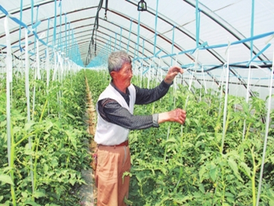 亚洲大春白菜种植技术